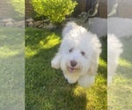 Small Photo #1 Bernedoodle (Miniature) (+ Poodle Miniature) Puppy For Sale in BREA, CA, USA
