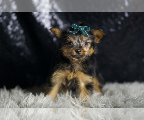 Medium Photo #5 Yorkshire Terrier Puppy For Sale in WARSAW, IN, USA