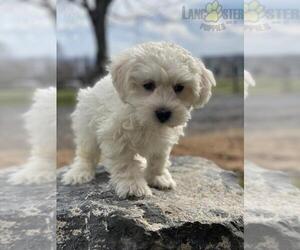 Coton de Tulear Puppy for sale in CANOGA, NY, USA