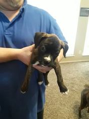 Boxer Puppy for sale in FORT WORTH, TX, USA