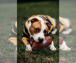 Small #5 American Bulldog