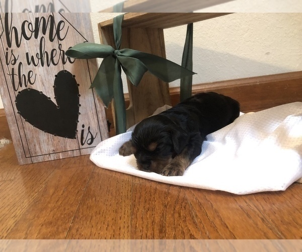 Medium Photo #2 Cavalier King Charles Spaniel Puppy For Sale in STE GENEVIEVE, MO, USA