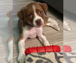 Small Photo #4 Australian Shepherd-Unknown Mix Puppy For Sale in Alexander, AR, USA
