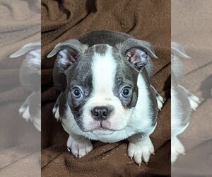 Boston Terrier Puppy for sale in FLINT, MI, USA