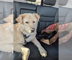 Small #1 Great Pyrenees Mix