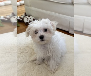 Maltipoo (Miniature) Puppy for sale in RALEIGH, NC, USA