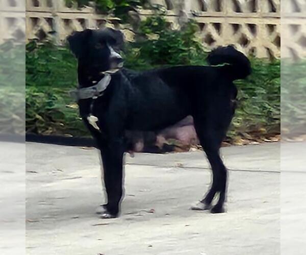 Medium Photo #1 Mutt Puppy For Sale in San Antonio, TX, USA