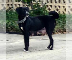 Mutt Dogs for adoption in San Antonio, TX, USA