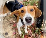 Small Photo #2 American Foxhound Puppy For Sale in Fairfax, VA, USA