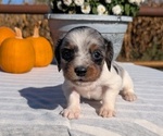 Small #1 Dachshund