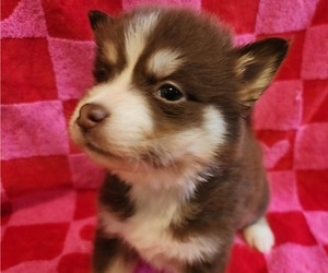 Pomsky Puppy for sale in PEABODY, MA, USA