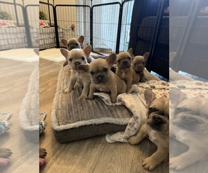 French Bulldog Puppy for Sale in SAN JOSE, California USA