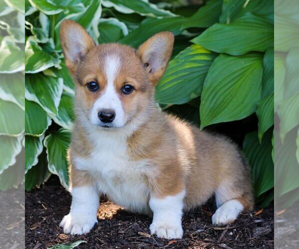Medium Photo #3 Pembroke Welsh Corgi Puppy For Sale in LITITZ, PA, USA