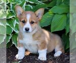 Small #2 Pembroke Welsh Corgi