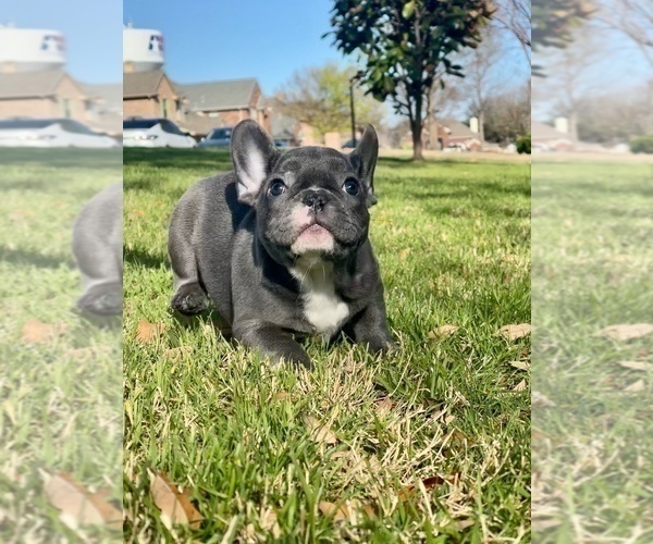 Full screen Photo #1 French Bulldog Puppy For Sale in PLANO, TX, USA