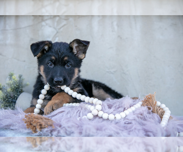 Medium Photo #2 German Shepherd Dog Puppy For Sale in FREDERICKSBURG, OH, USA