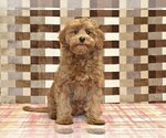 Small #2 Cavapoo (Miniature)
