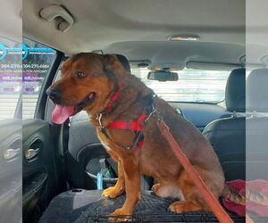 Admiral - Male American Staffordshire Terrier Dog for Adoption - Photo #16