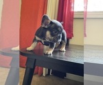 Small Photo #2 French Bulldog Puppy For Sale in GREENVILLE, SC, USA