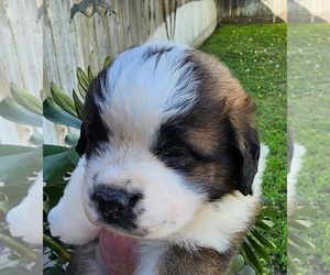 Medium Saint Bernard