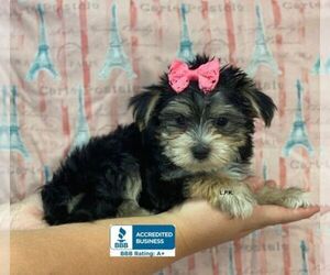 Morkie Puppy for sale in WINNSBORO, LA, USA