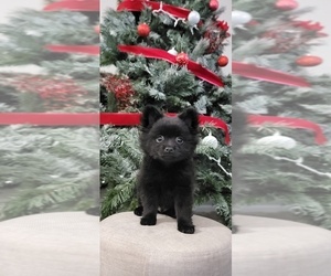 Pomeranian Puppy for sale in SHAWNEE, KS, USA