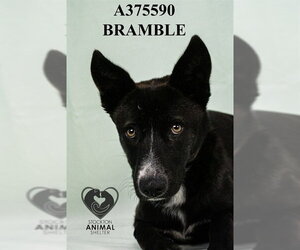 German Shepherd Dog Dogs for adoption in Stockton, CA, USA