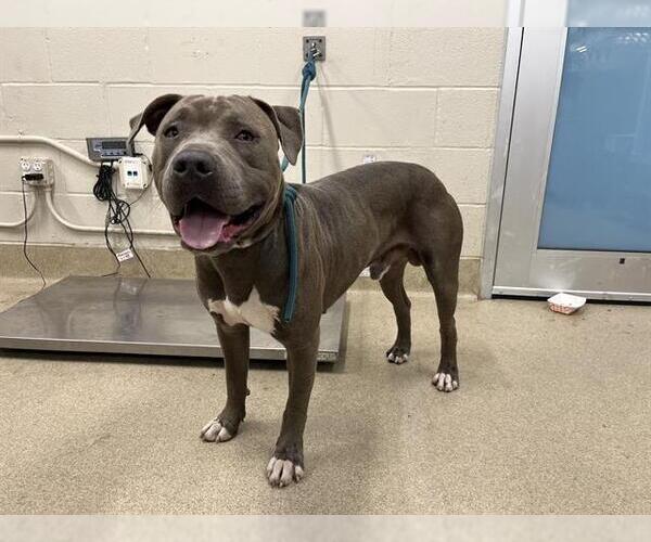 Medium Photo #1 American Pit Bull Terrier Puppy For Sale in Grand Prairie, TX, USA