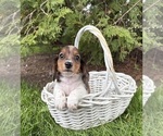 Small #3 Dachshund