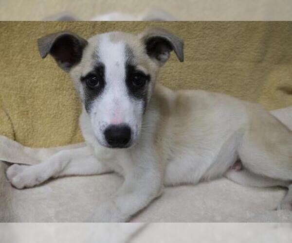 Medium Photo #1 Mutt Puppy For Sale in Thief River Falls, MN, USA