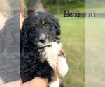 Puppy 4 Miniature Bernedoodle