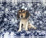 Small #8 Beagle