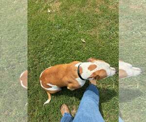 Mutt Dogs for adoption in Rockaway, NJ, USA