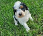 Small #5 Miniature Bernedoodle
