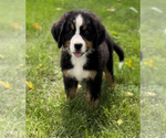 Puppy 4 Bernese Mountain Dog