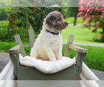 Small #6 Goldendoodle