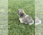 Small Photo #11 Lhasa-Poo Puppy For Sale in CANOGA, NY, USA