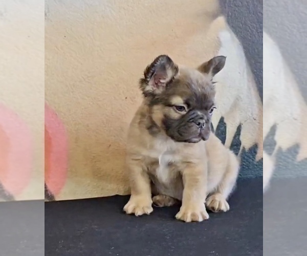 Medium Photo #11 French Bulldog Puppy For Sale in LOUISVILLE, KY, USA