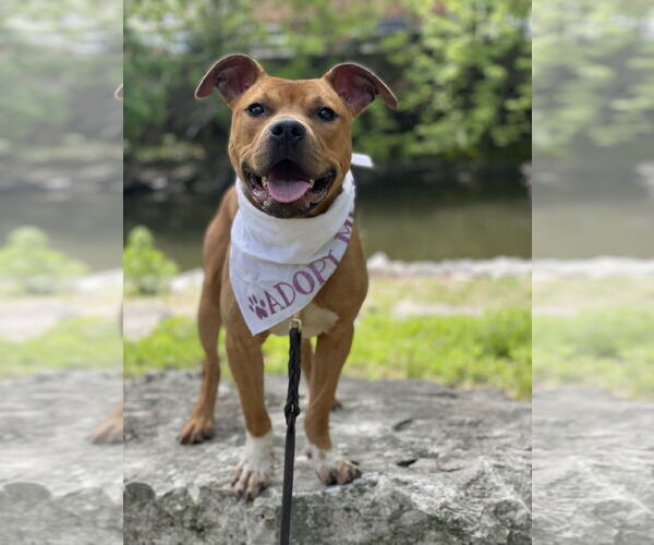 Medium Photo #2 Mutt Puppy For Sale in Crete, IL, USA