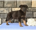 Small #2 German Shepherd Dog