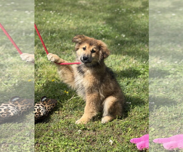 Medium Photo #4 German Shepherd Dog-Great Pyrenees Mix Puppy For Sale in Yardley, PA, USA