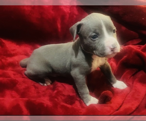 Medium Photo #1 American Pit Bull Terrier Puppy For Sale in TRENTON, NJ, USA