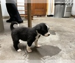 Small Photo #25 Border Collie Puppy For Sale in KANSAS CITY, MO, USA