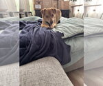 Small #1 Chihuahua Mix