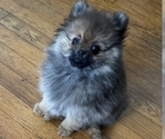 Small Pomeranian