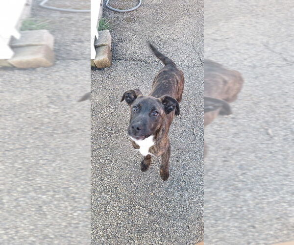 Medium Photo #2 Jack Russell Terrier-Unknown Mix Puppy For Sale in Aurora, IN, USA