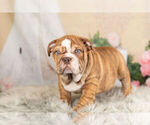 Small Photo #12 English Bulldog Puppy For Sale in WARSAW, IN, USA