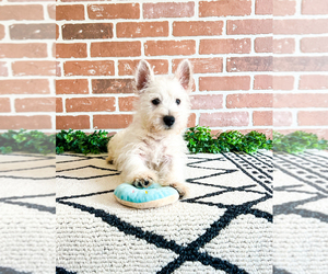 West Highland White Terrier Puppy for Sale in SYRACUSE, Indiana USA