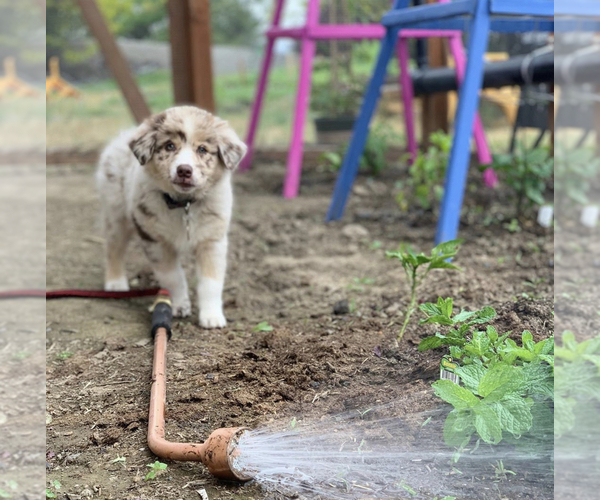 Medium Photo #4 Australian Shepherd Puppy For Sale in SPOKANE, WA, USA