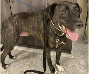 American Pit Bull Terrier-Unknown Mix Dogs for adoption in Conroe, TX, USA